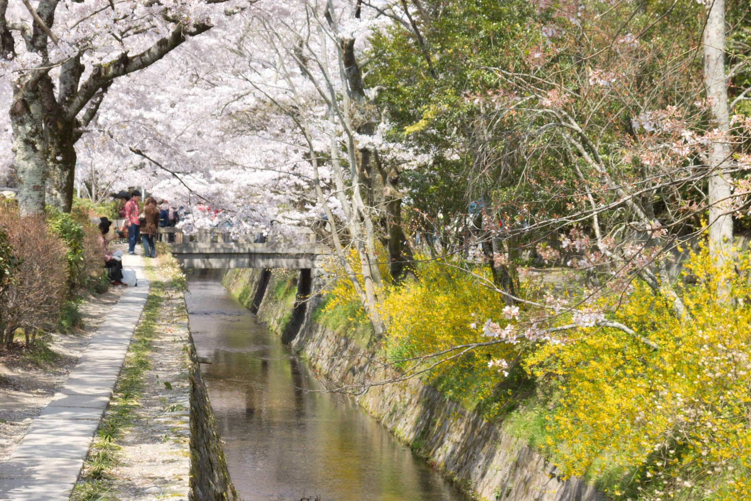 cherry blossoms along narrow canal