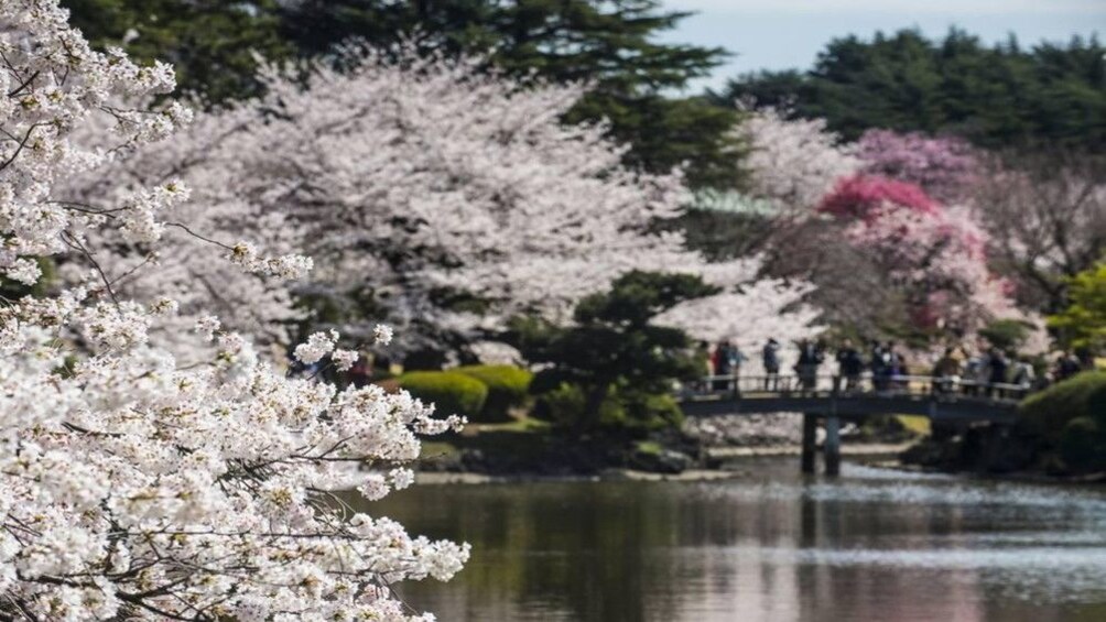 cherry blossom trees along river