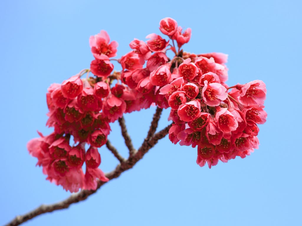 Cherry blossoms at Sun Moon Lake