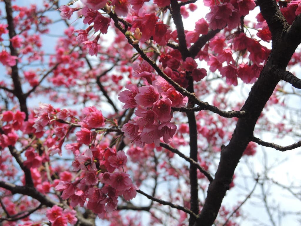 Cherry blossoms in Taipei