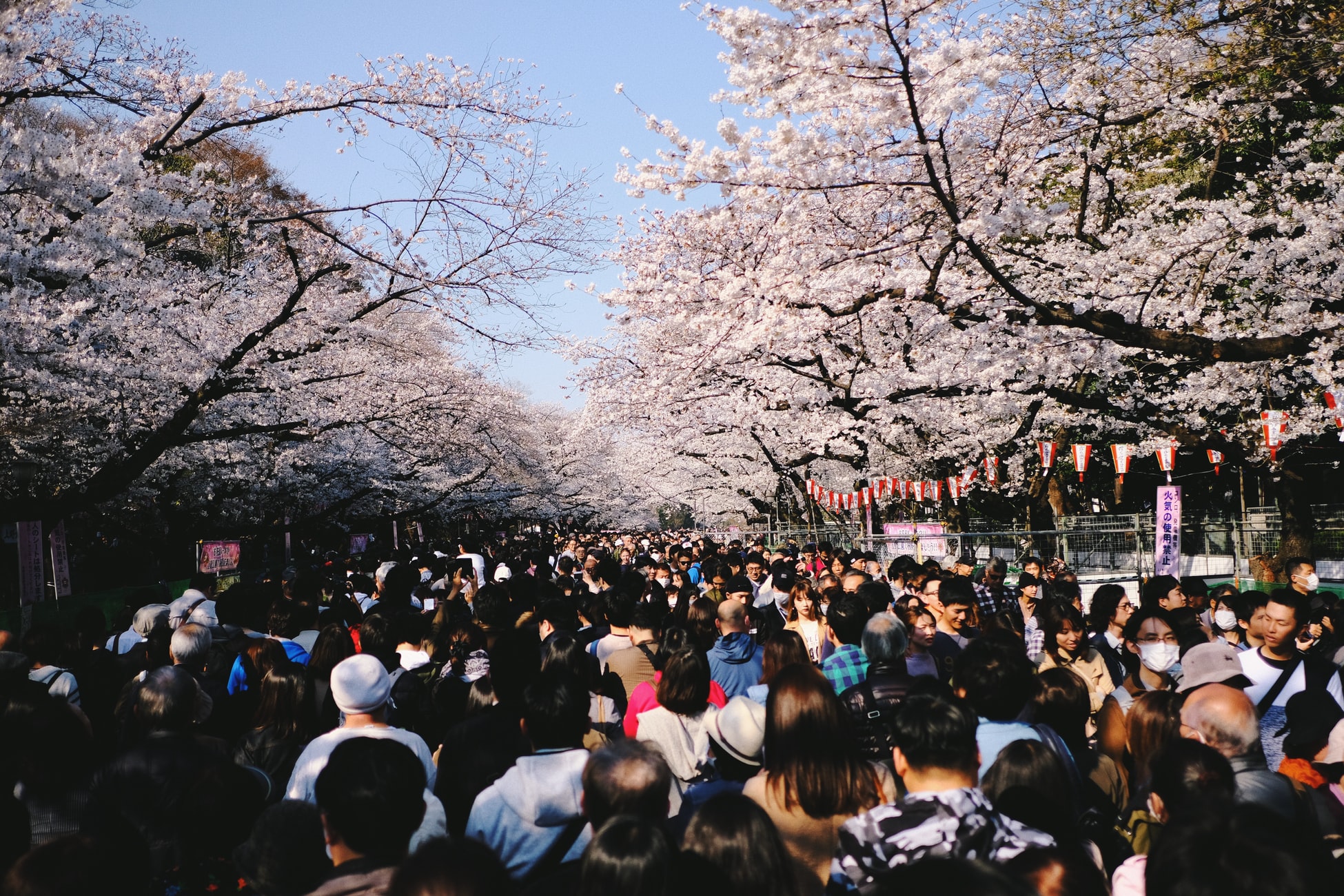 crowd at park with cherry blossoms