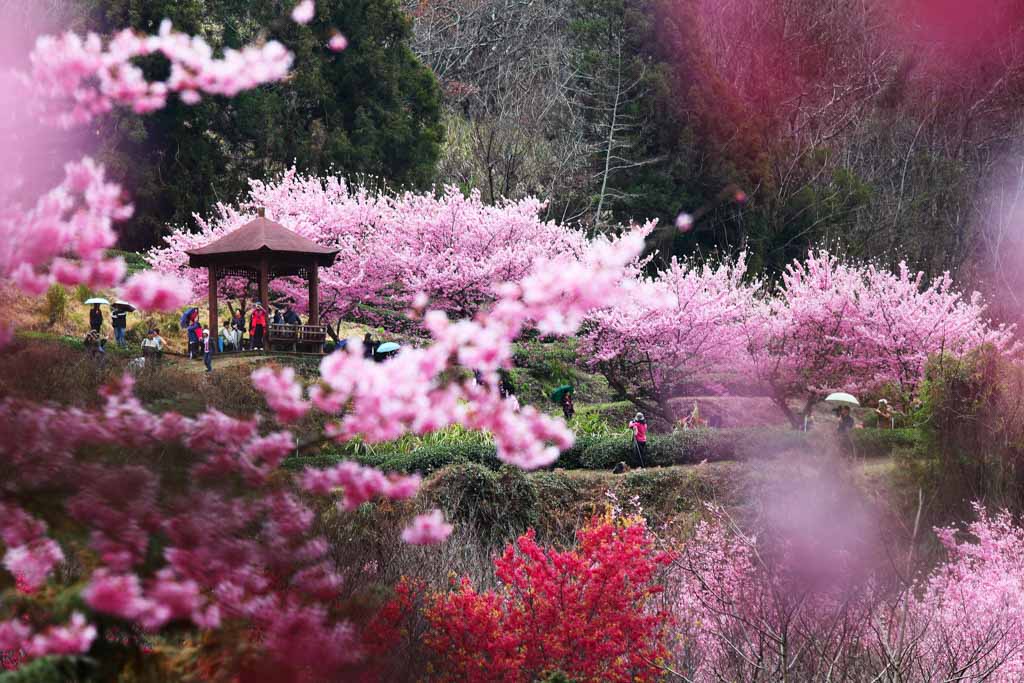 Cherry Blossoms in Wuling