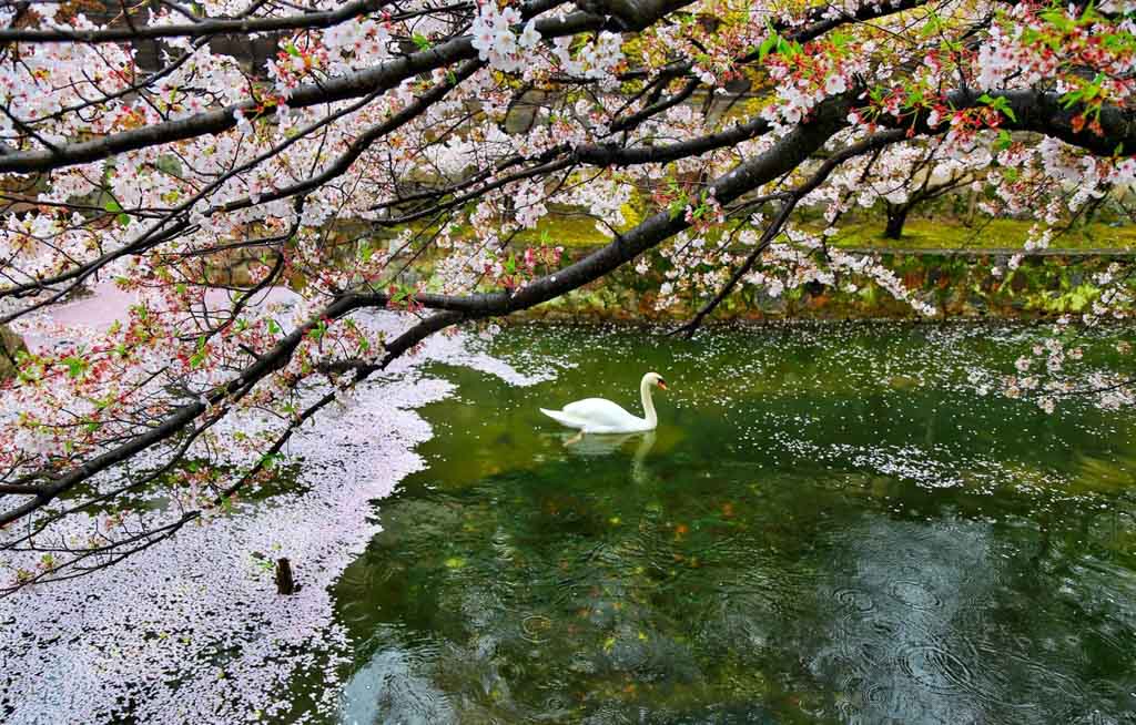 Kurashiki Bikan, Japan