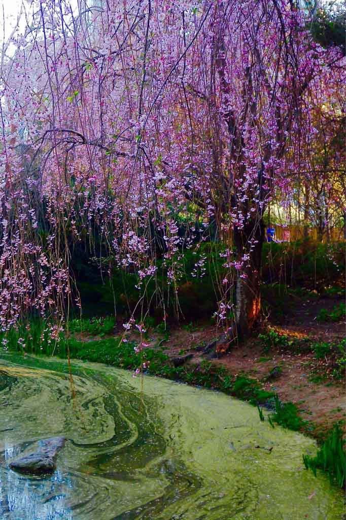 Mississauga Park, Ontario