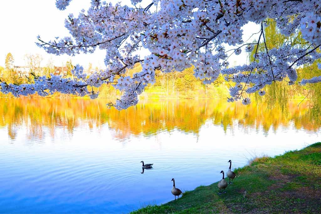 High Park, Toronto