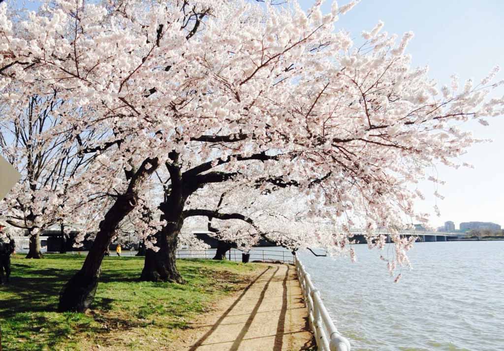 Tidal Basin, Washington DC