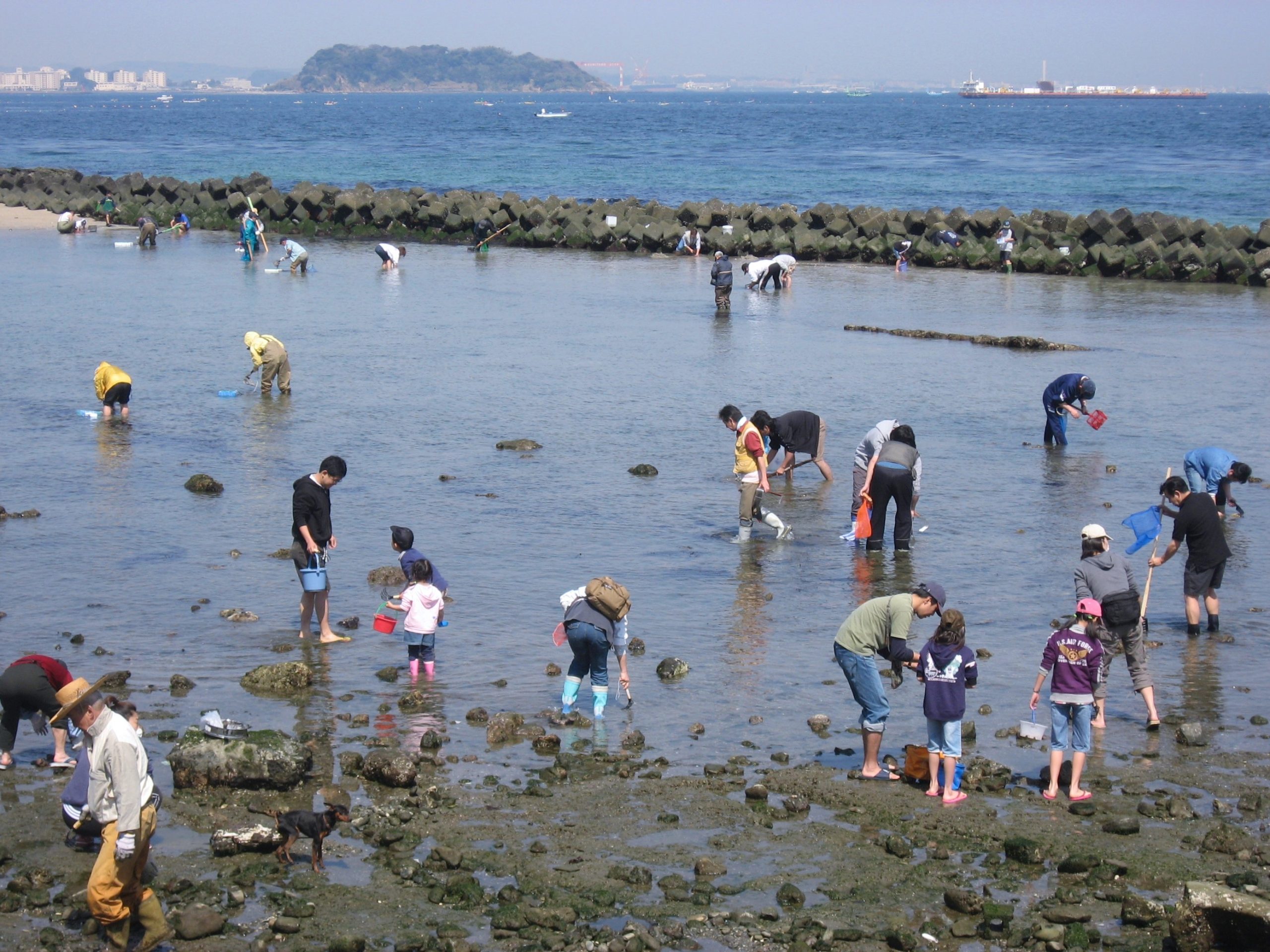 clam-digging-japan