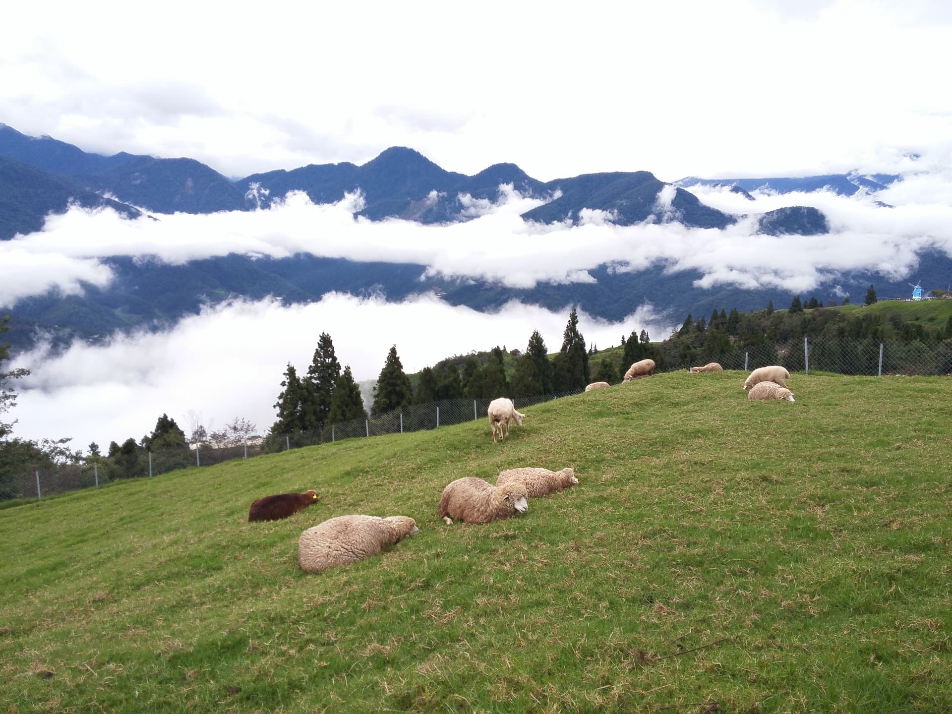 Sheep at Cingjing Farm