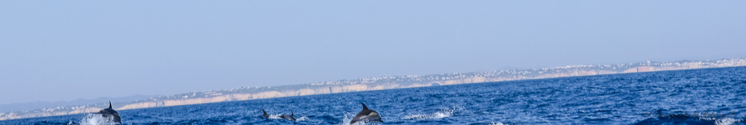 dolphin-pod
