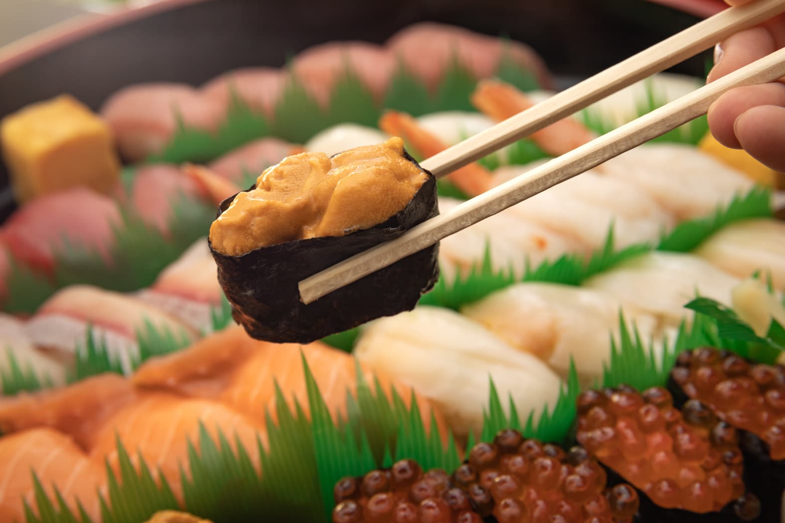 chopsticks picking up a piece of uni nigiri