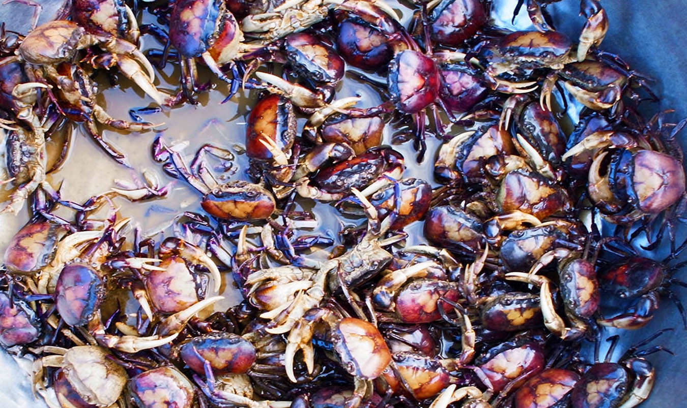 Small freshwater crabs sold in the Phnom Penh markets