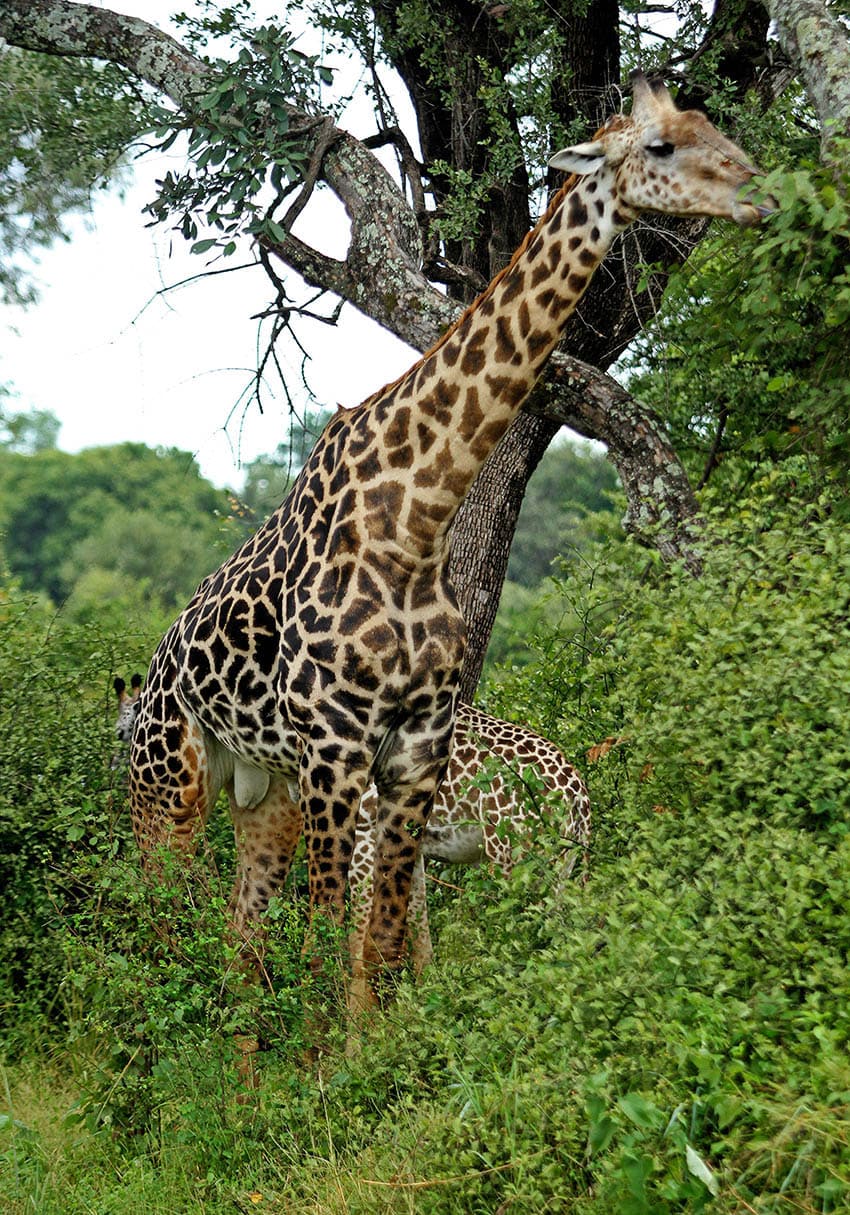 Thornicroft’s Giraffe in South Luangwa Valley, Zambia