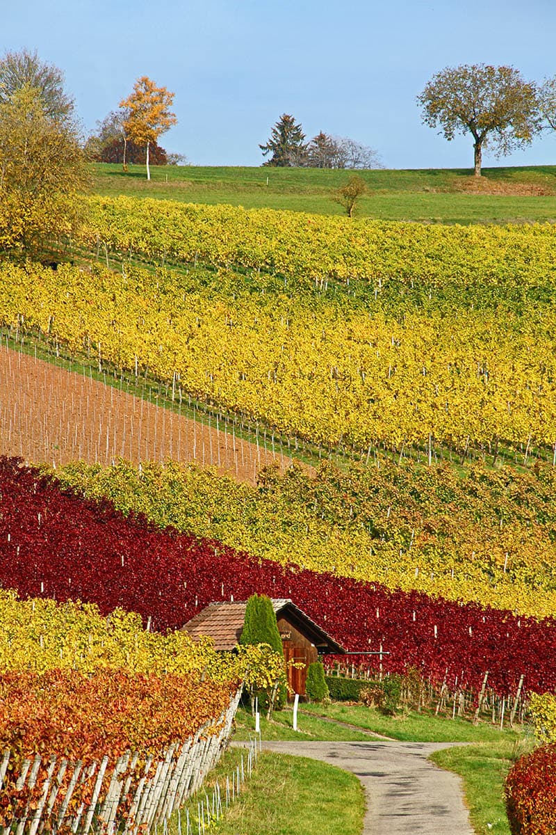 grapevines-hallau-schaffhausen-switzerland