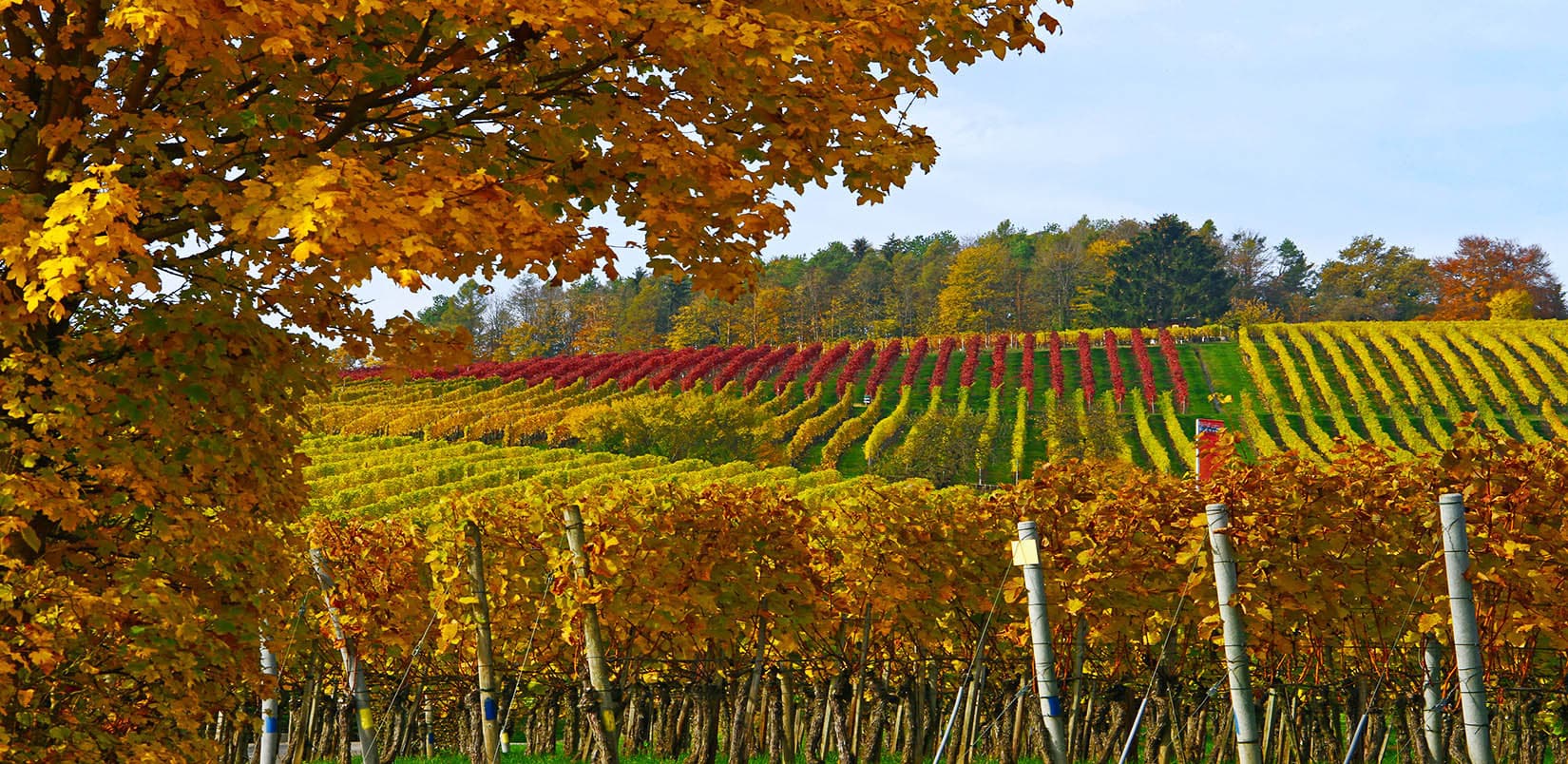 grapevines-hallau-switzerland