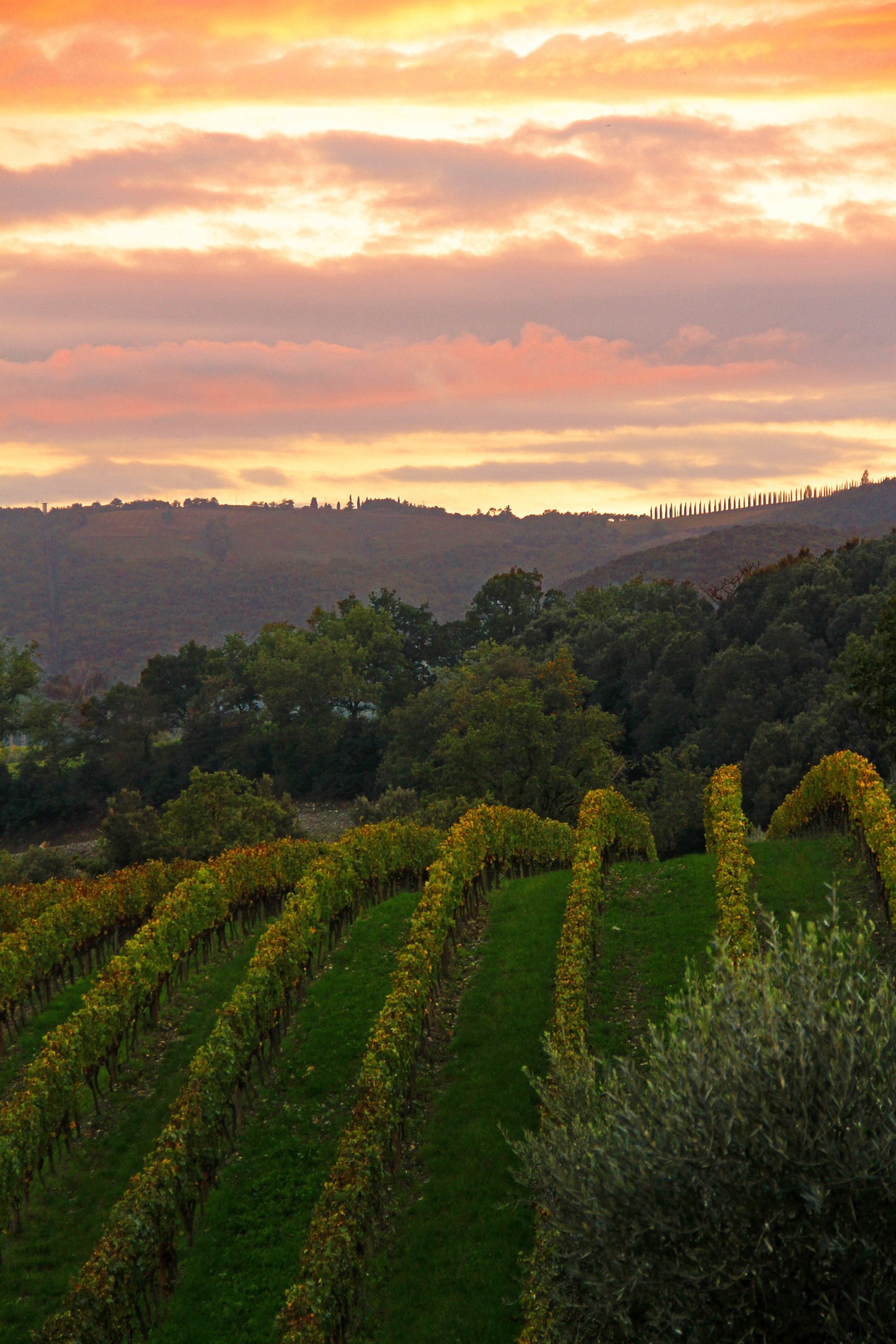 Grapevines at sunset near Montalcino