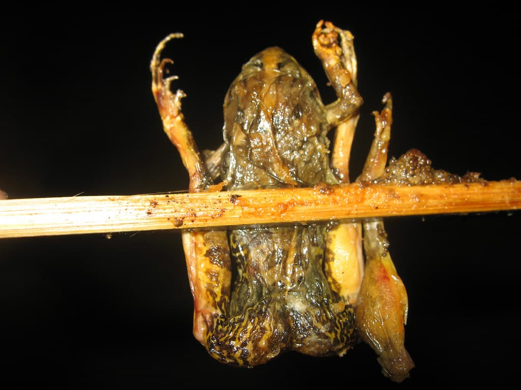 grilled-frog-vientiane