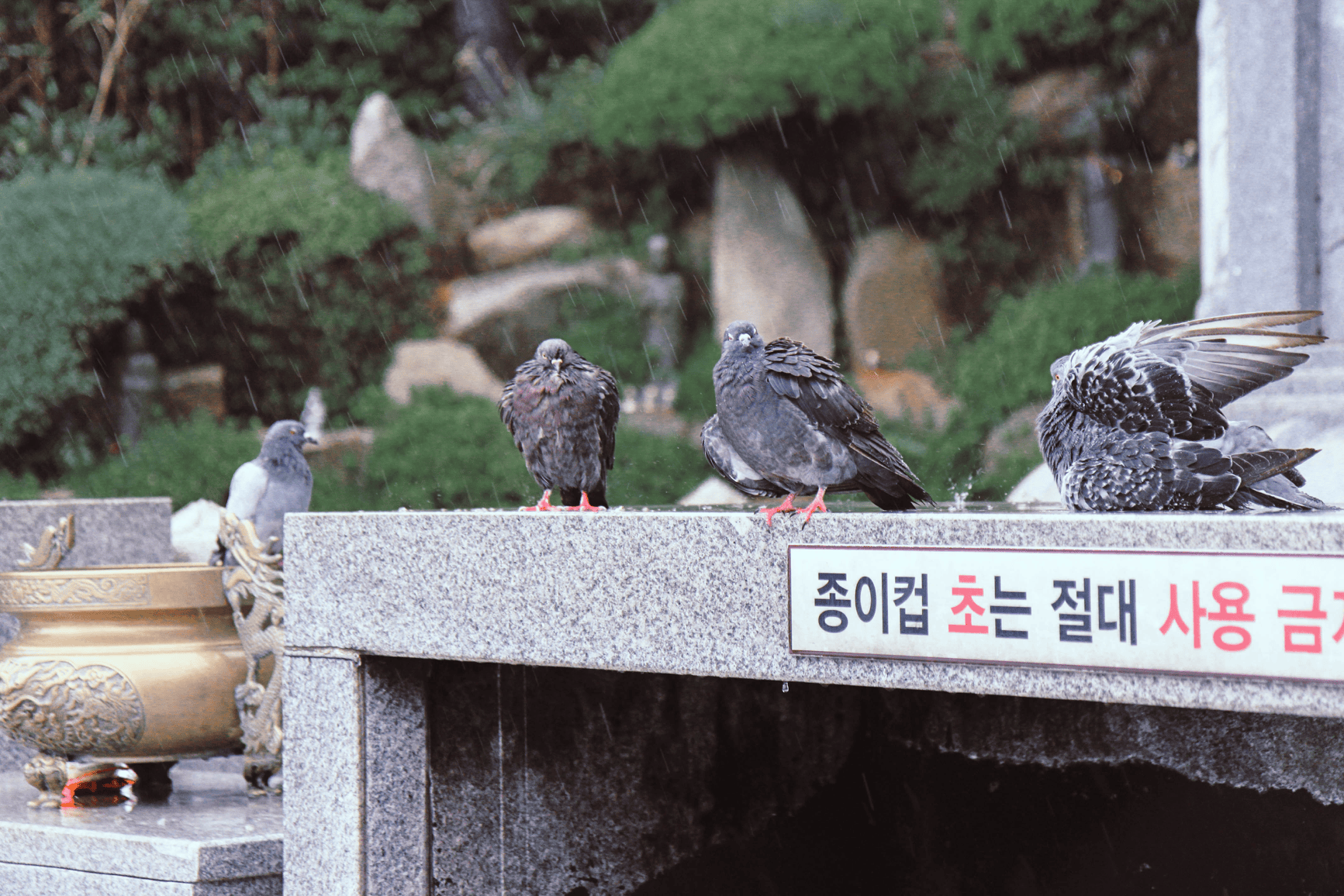 Pigeons in the rain at Haedong Yonggungsa Temple