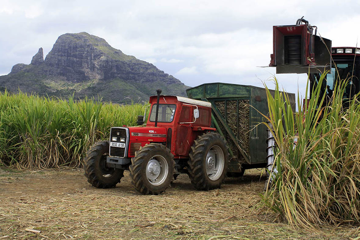 Harvesting sugar cane in Mauritius
