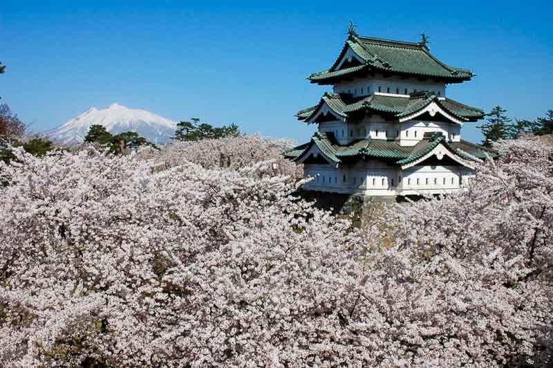 Sakura Cherry Blossom Festival