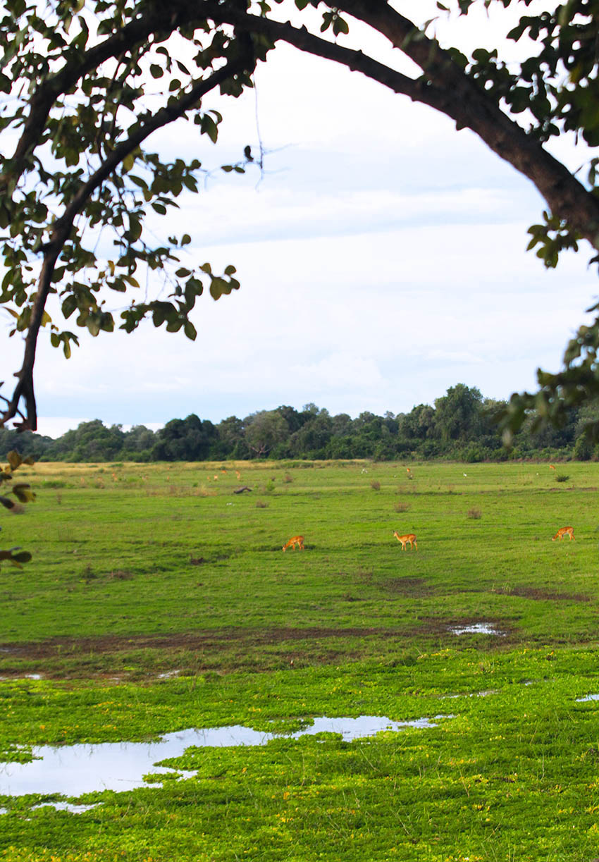 Impala graze on the floodplain of the Luangwa River, Zambia