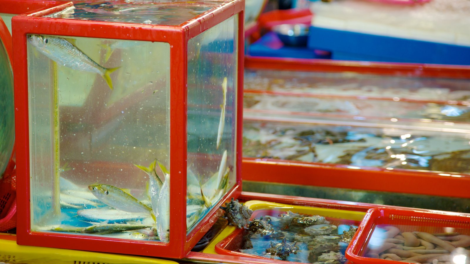 Close up of stall at Jagalchi Fish Market