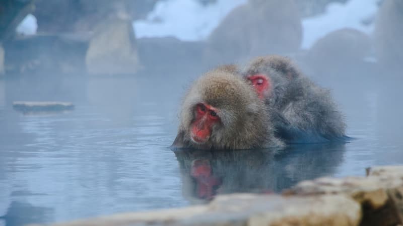 monkeys enjoying an onsen soak