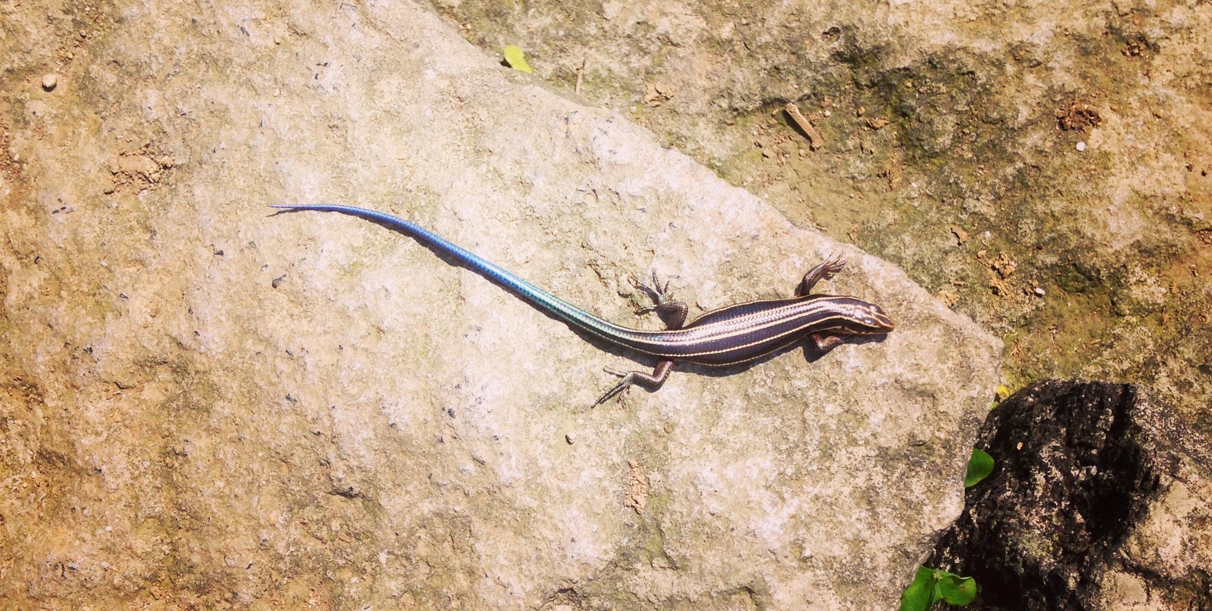 jiufen-keelung-hike-salamander