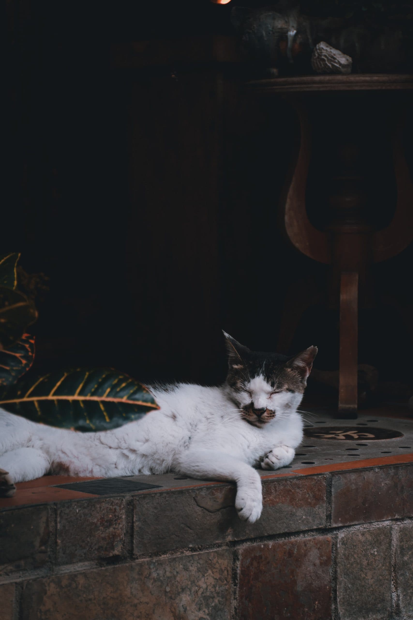 jiufen-stray-cat