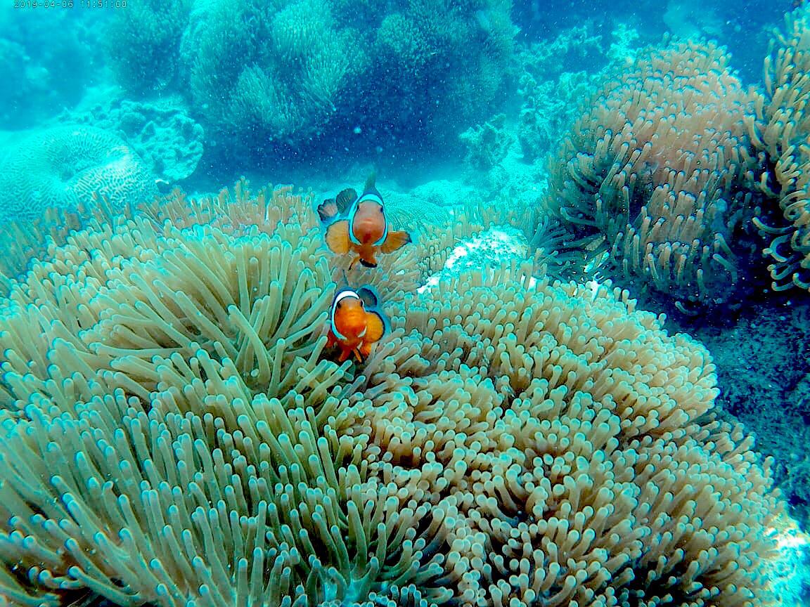 clown fishes play in anemone at kepri coral island