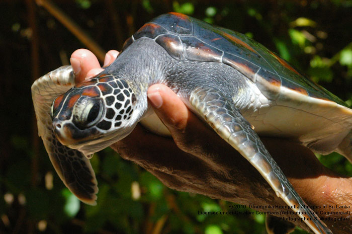 kosgoda-sea-turtle