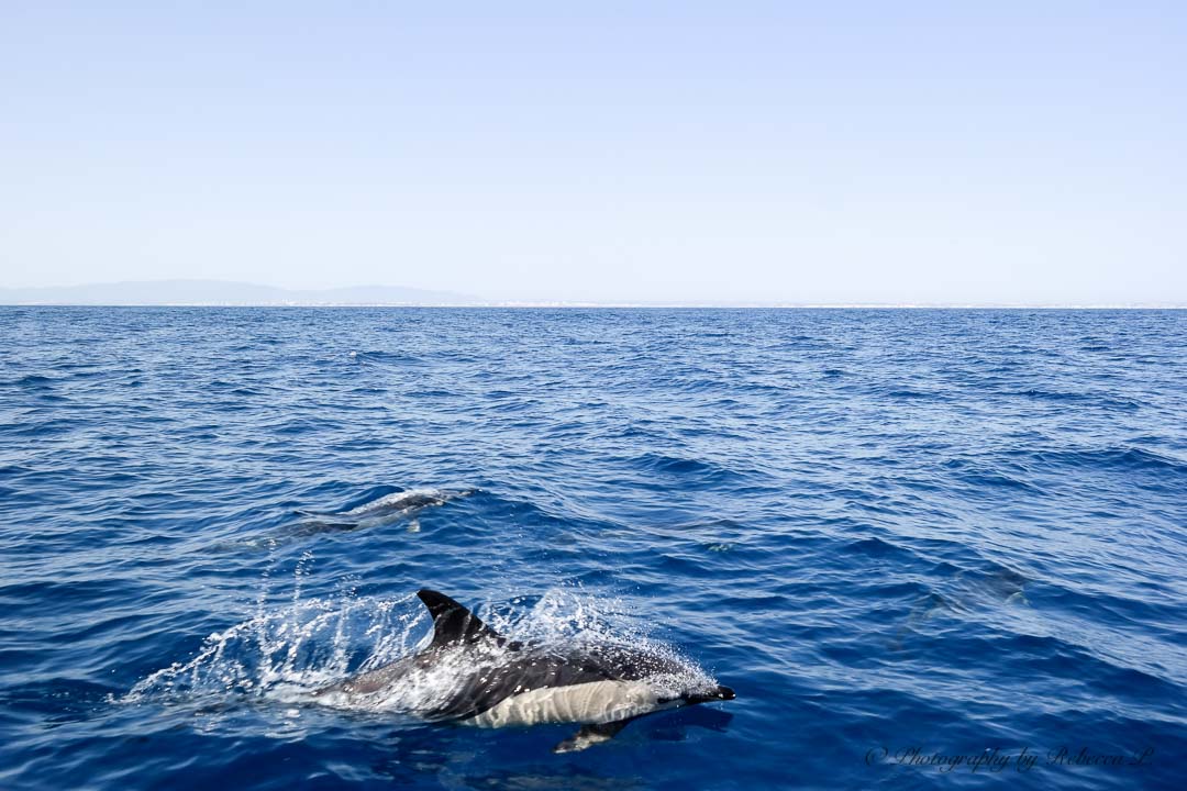 lagos-dolphin-watching