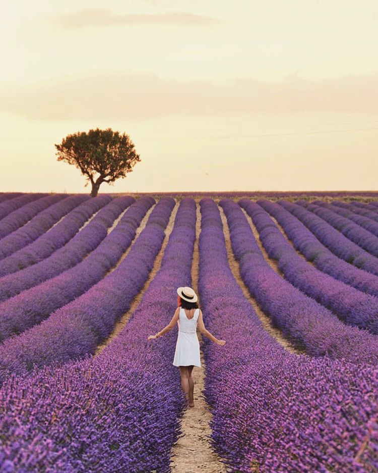 Lavender fields, Provence, Cote D'Azur