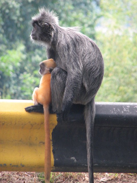 Silvered leaf monkeys at Bukit Melawati