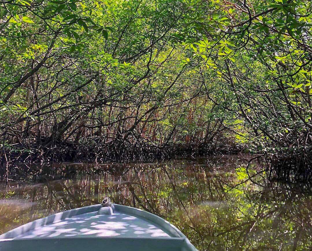 Mangrove Discovery Adventure, Bintan
