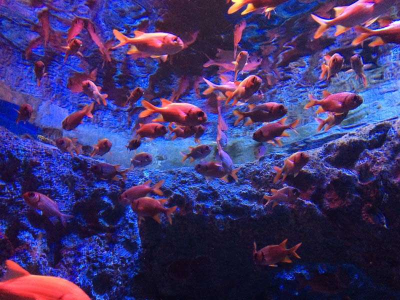 Sentosa S.E.A. Aquarium 
