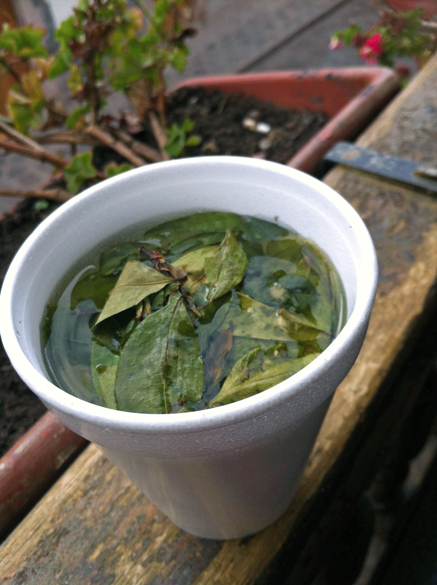 Mate de coca in Cusco, Peru