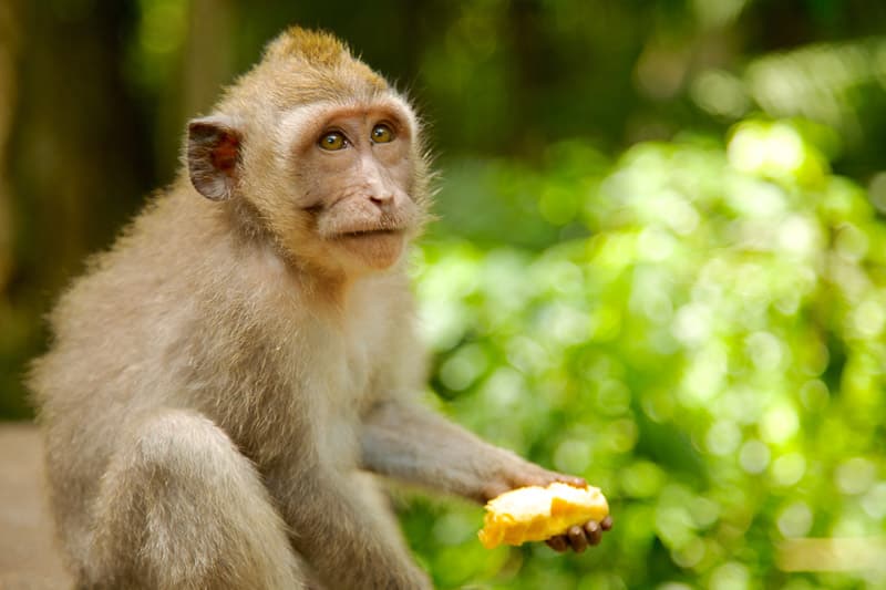 monkey sanctuary ubud bali