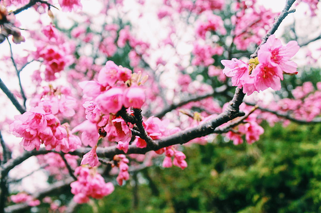 Cherry blossoms at Mount Yaedake
