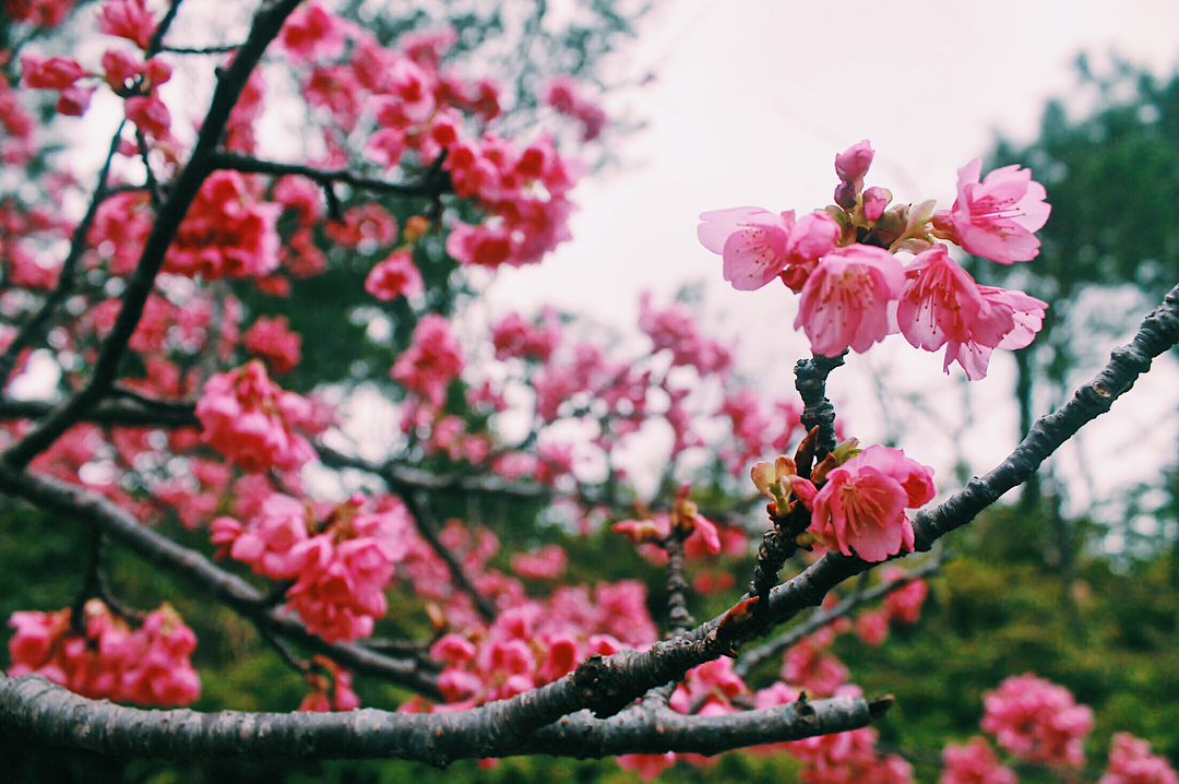 Close up of cherry blossoms at Mount Yaedake