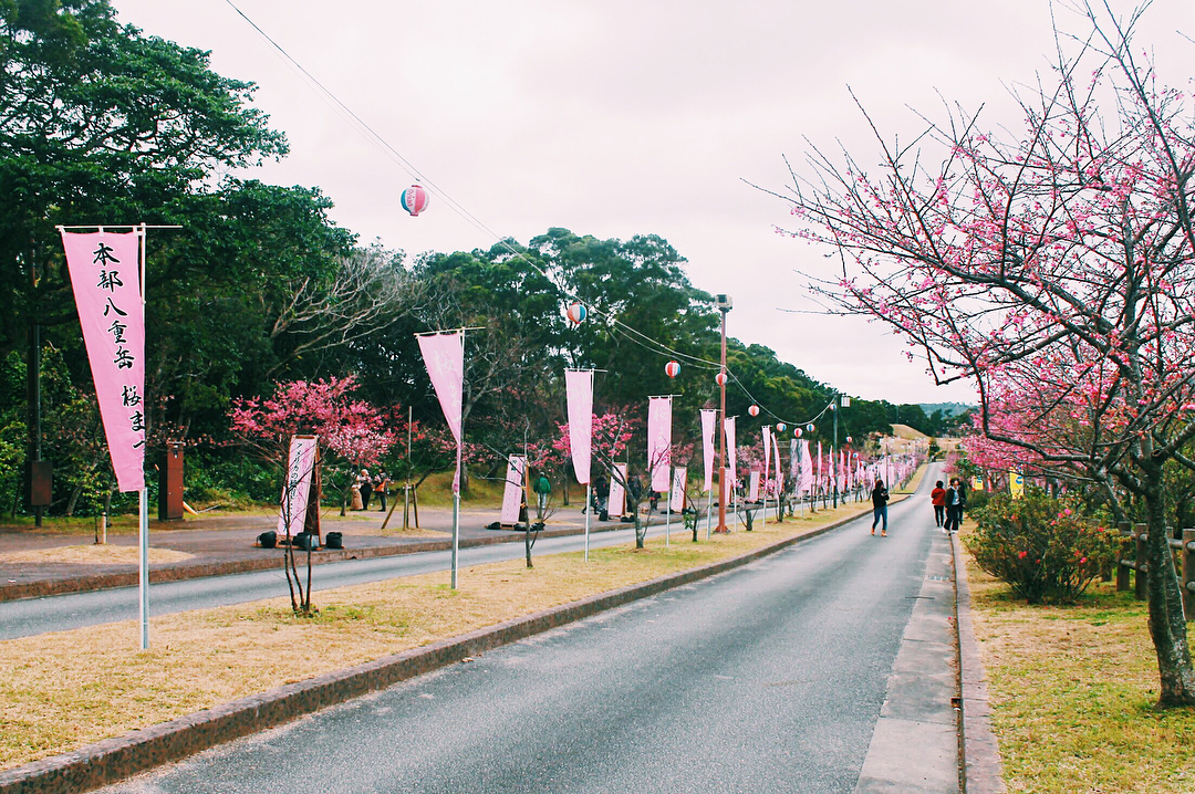 Cherry blossom lined streets at Mount Yaedake