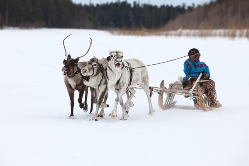 nenet-reindeer-herders-russia