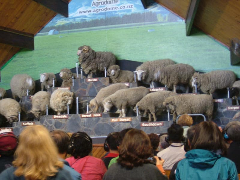 new-zealand-blog
