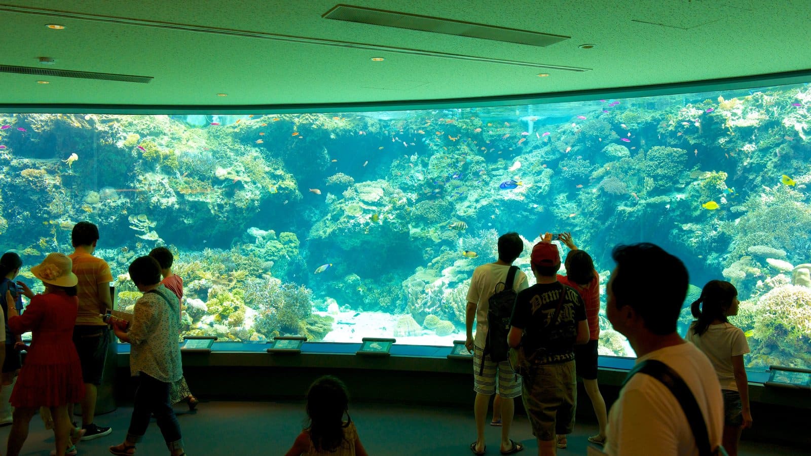 Coral tank at Okinawa Churaumi Aquarium