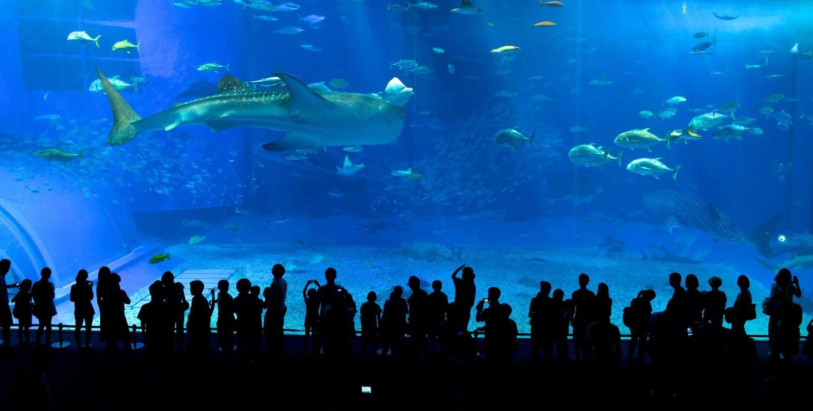 Crowds at a tank at Okinawa Churaumi Aquarium
