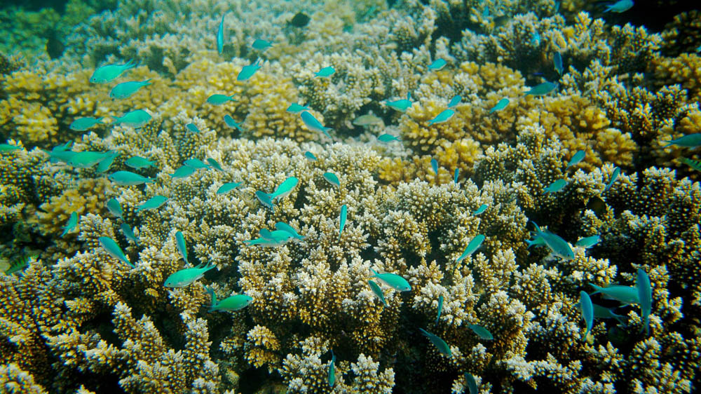 Sea life in the waters of Taveuni Island
