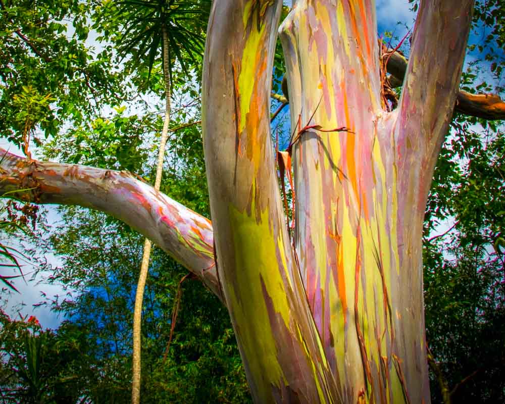 Rainbow Eucalyptus - Beautiful Places