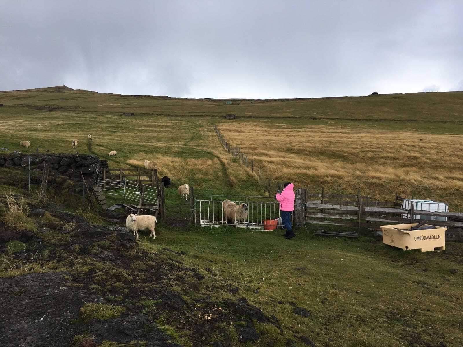 Sheep roam freely on Westman Islands