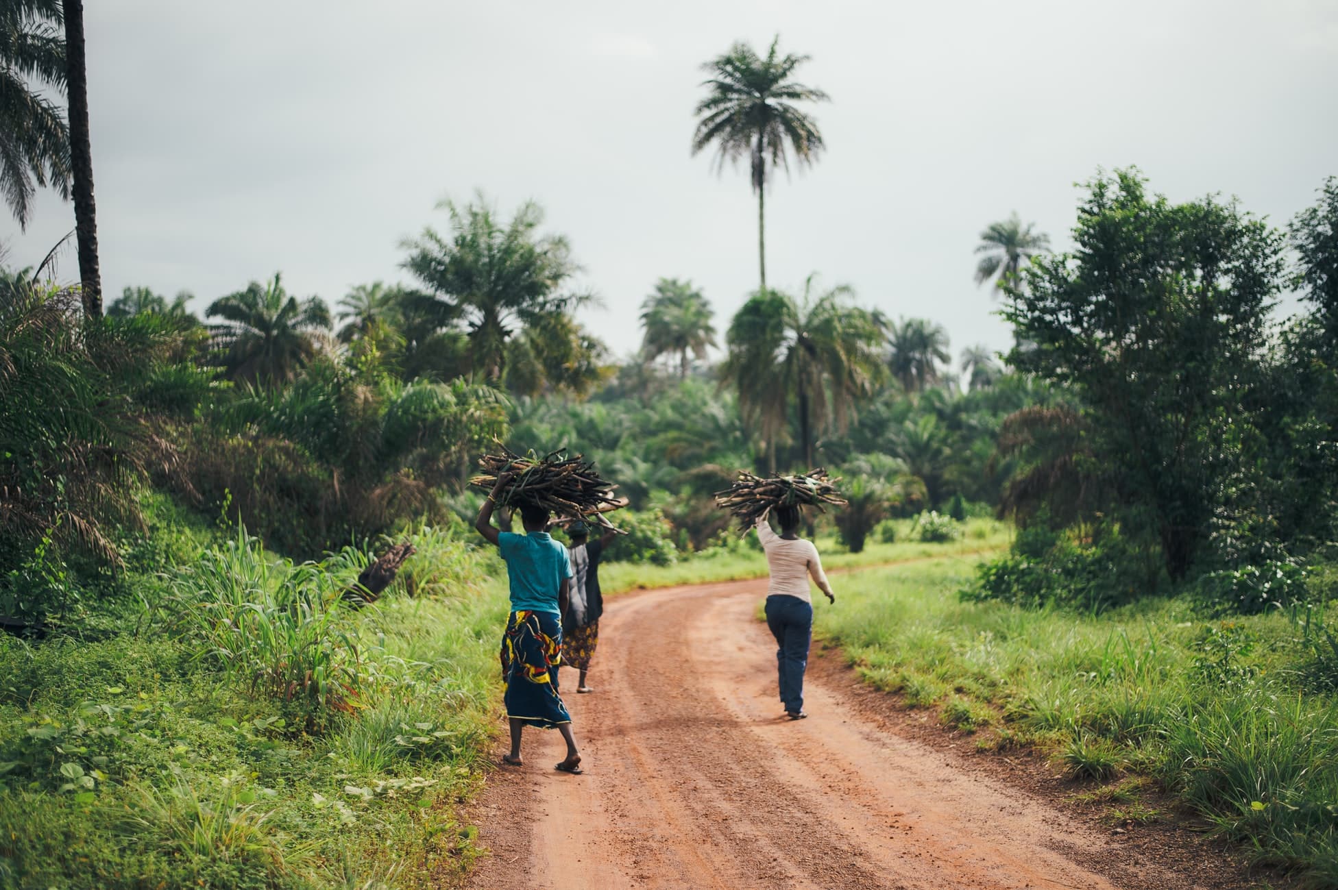 three people carrying wood along dirt road