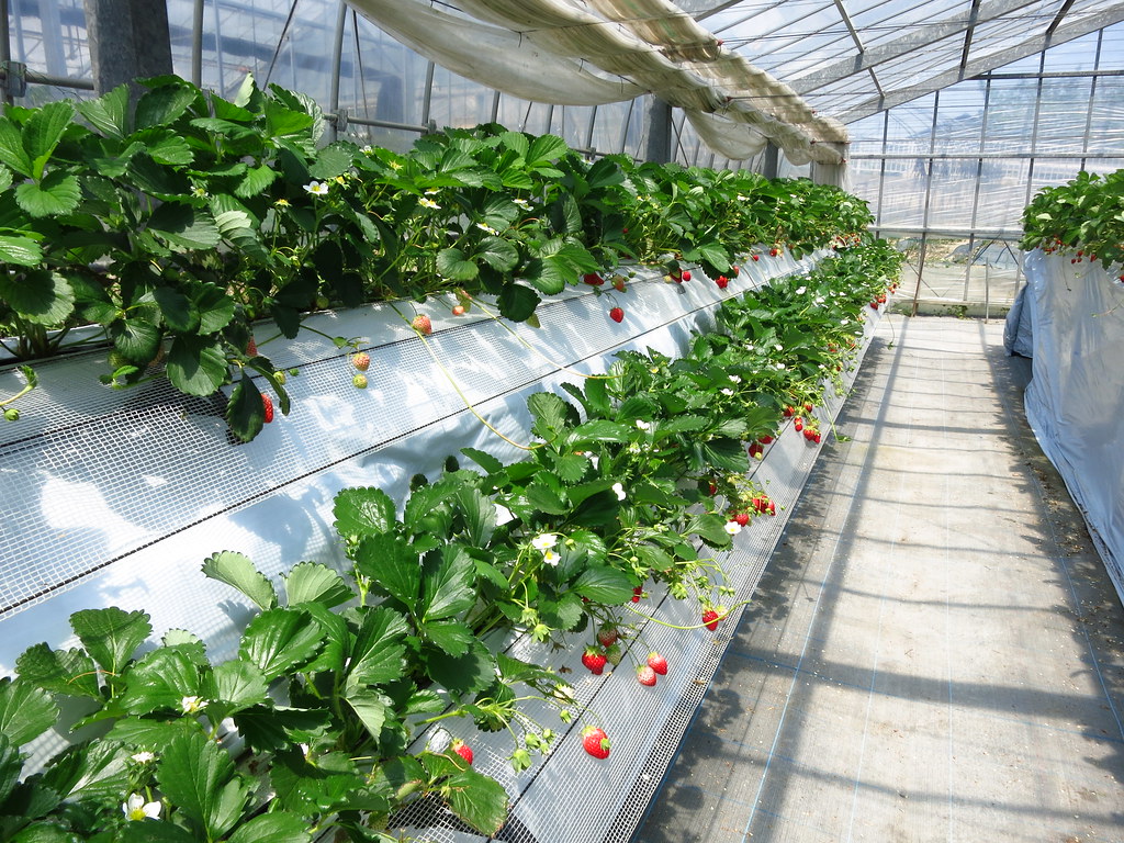 strawberry-picking-saitama-japan