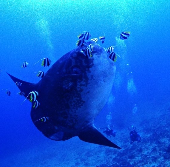 sunfish-crystal-point-diving-bali